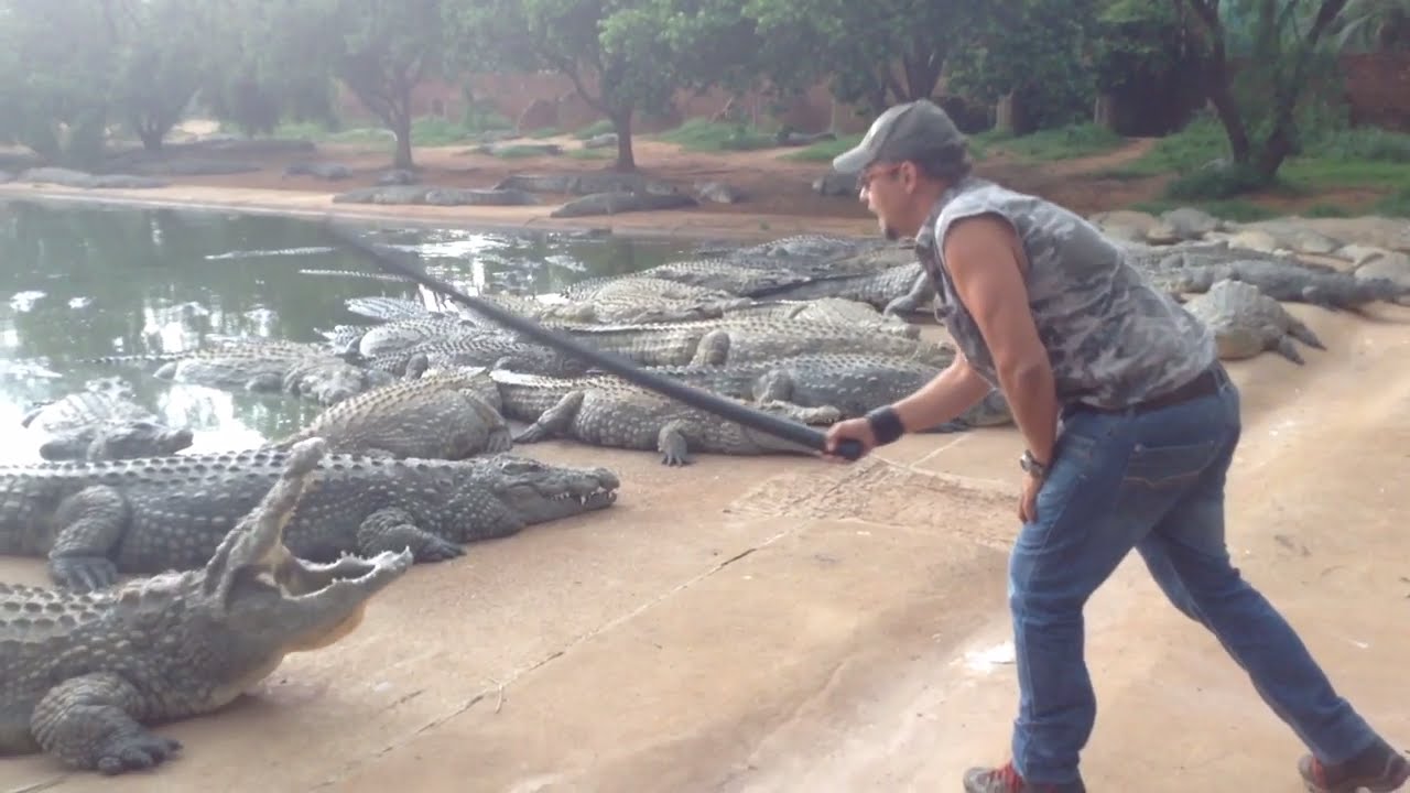 14000 Nile Crocodiles On One Farm ( Croc Capture )