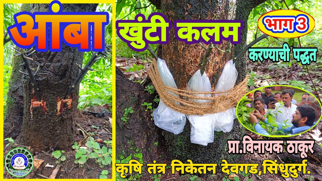 'आंबा, खुंटी कलम करण्याची पद्धत (भाग - 3) Mango Side /Bark Grafting