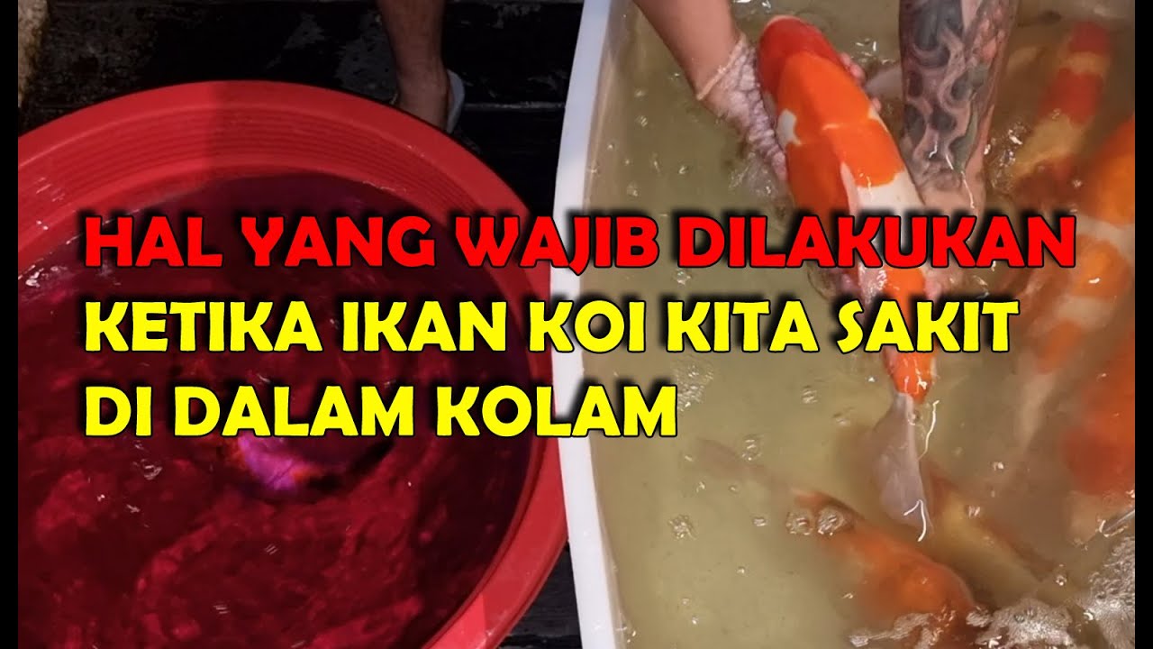 HAL YANG WAJIB DILAKUKAN KETIKA IKAN KOI SAKIT DI DALAM KOLAM | CARA MENGATASI IKAN KOI YANG SAKIT