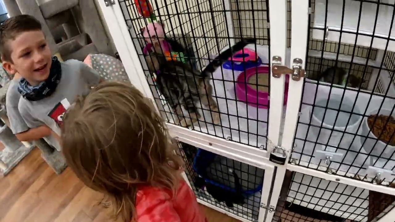 Pet Store with the Williams boys & Aunt Madison