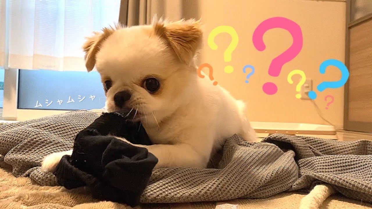 イタズラ中に「おさんぽいく？」と伝えるとどうなるの？？⁇