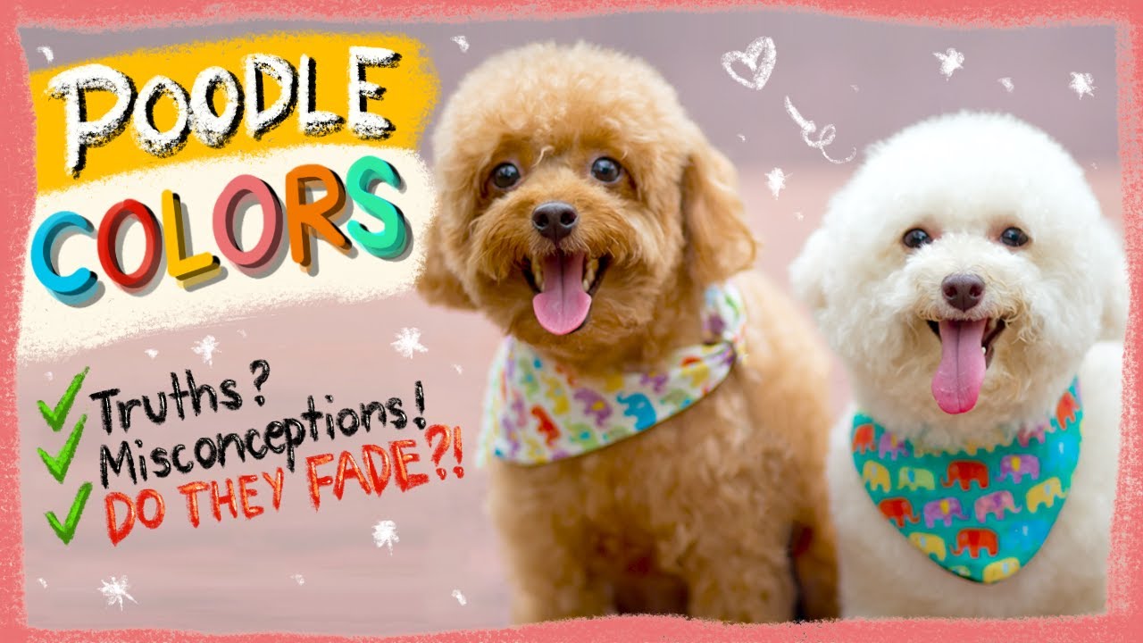 POODLE COLORS EXPLAINED| Do Poodles Fade?- The Truth| The Poodle Mom