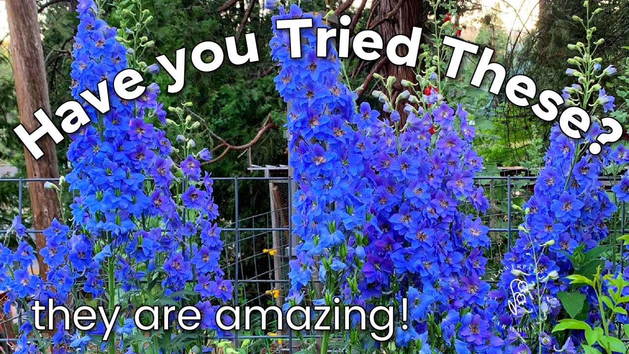 DELPHINIUMS Planting Bare Root