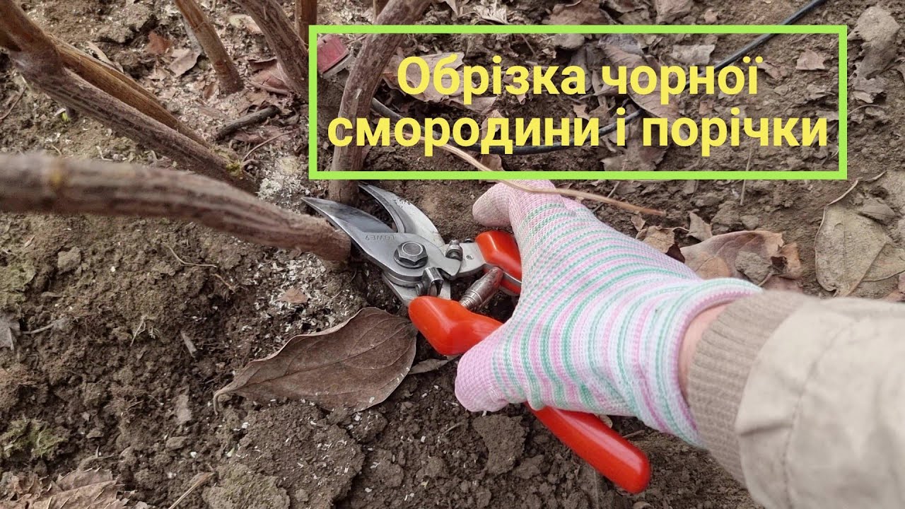 Обрізка чорної смородини.05.02.2024