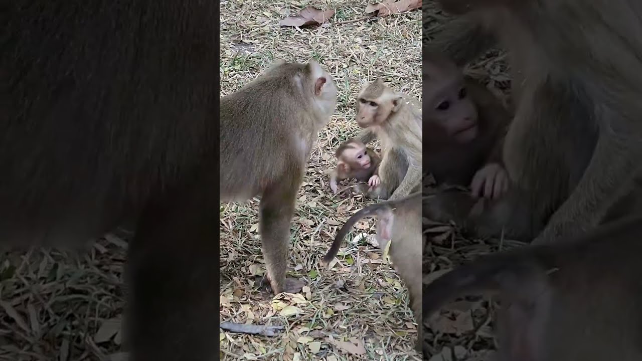 Baby Monkey Cries When Mom Tries Weaning Him Off