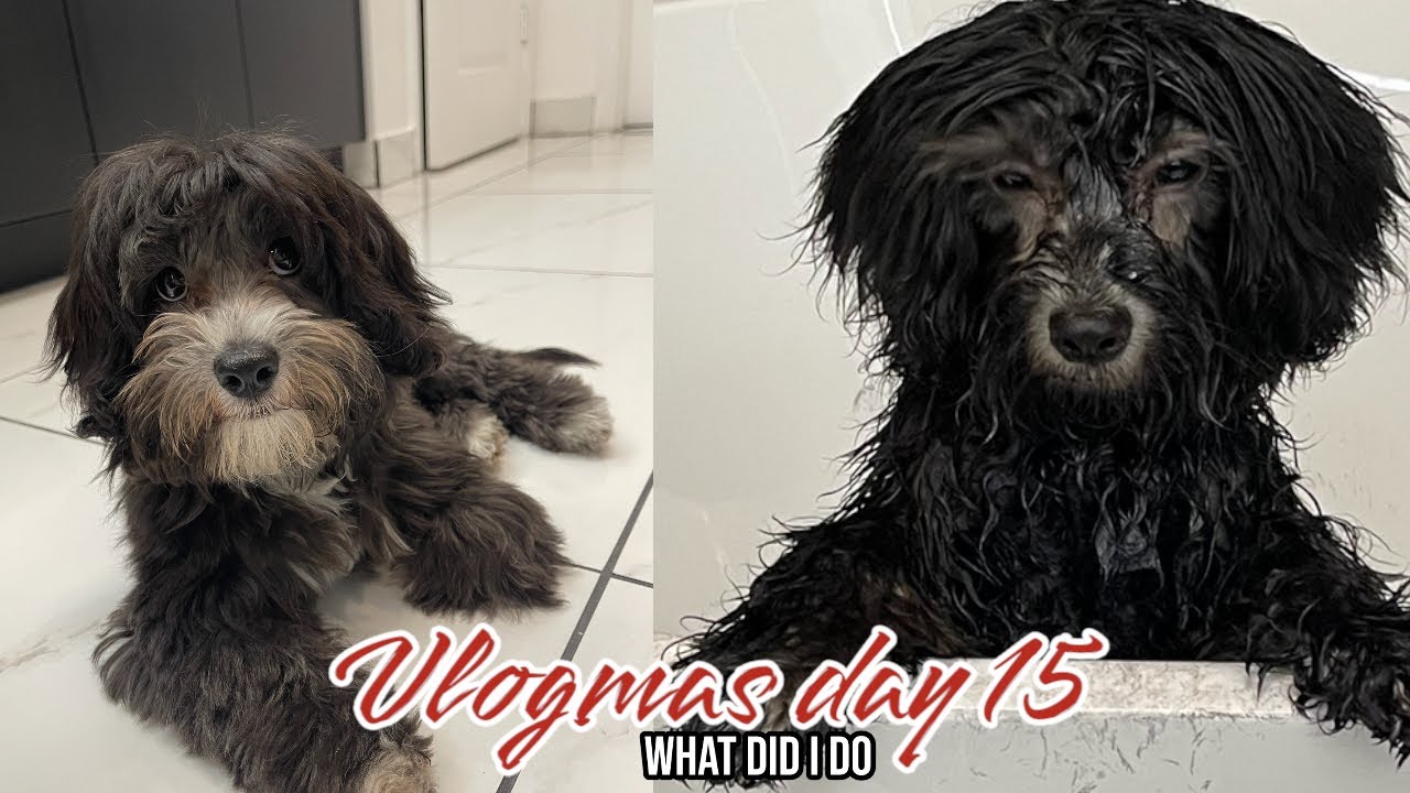 DID I MAKE A MISTAKE, DYING MY PUPPY HAIR BLACK | VLOGMAS DAY 15 | NADIRAH ALI