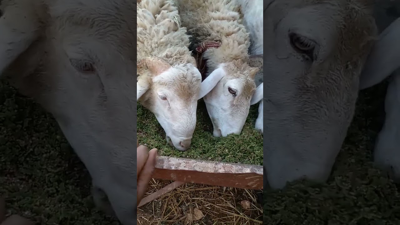 خضرة  مستغانم  الجزائر  0770303581