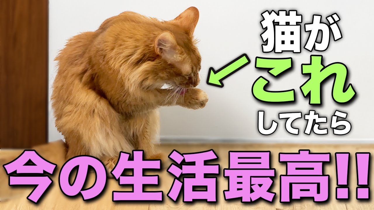 猫が「今の生活最高!!」と思っている猫だけが見せる行動12選