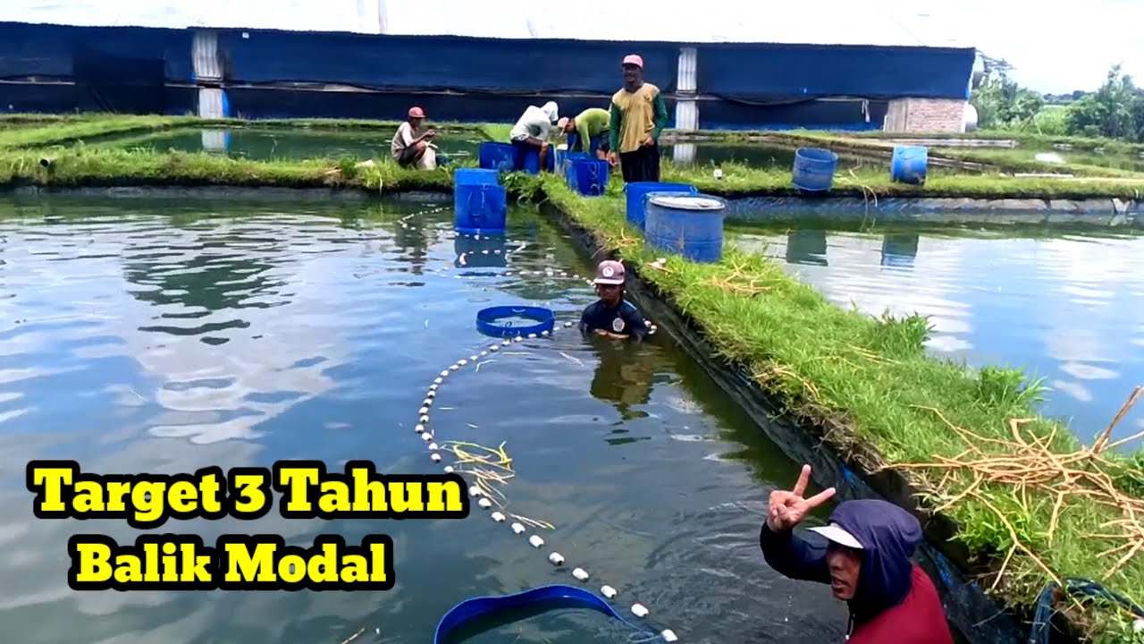 🔴Panen Di Mbah Yai Basit ‼️Ratusan Juta Dana Untuk Pembuatan Kolam.