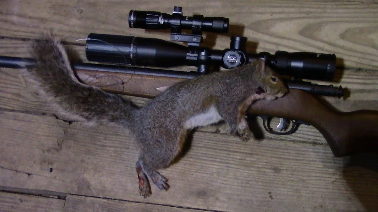 Savage Model 93 .17HMR Review-210 Yard Squirrel HEADSHOT