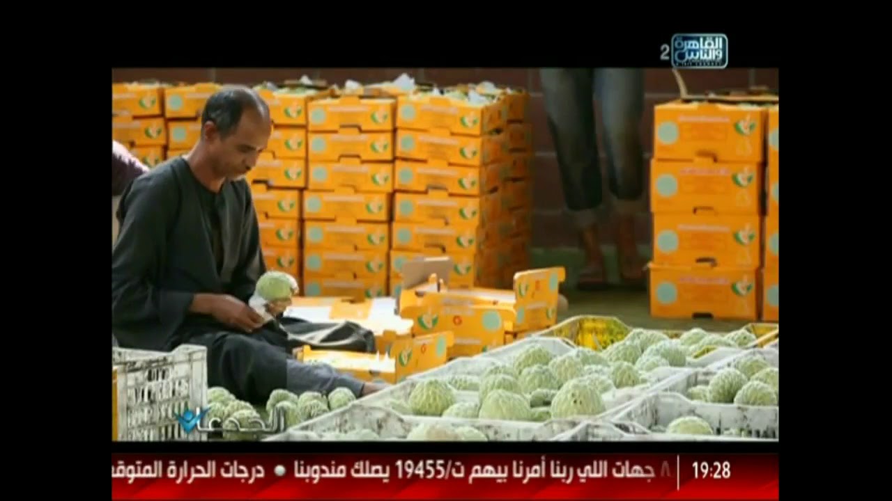 شاهد فى الجدعان   أكبر مزرعة فى الشرق الأوسط تزرع' القشطة' المكافحة للسرطان في مصر