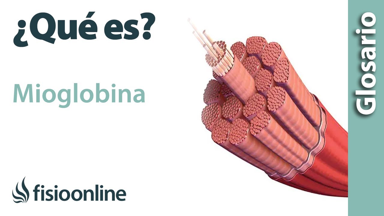 MIOGLOBINA | Qu&eacute; es, d&oacute;nde se encuentra, cu&aacute;l es su funci&oacute;n y enfermedades
