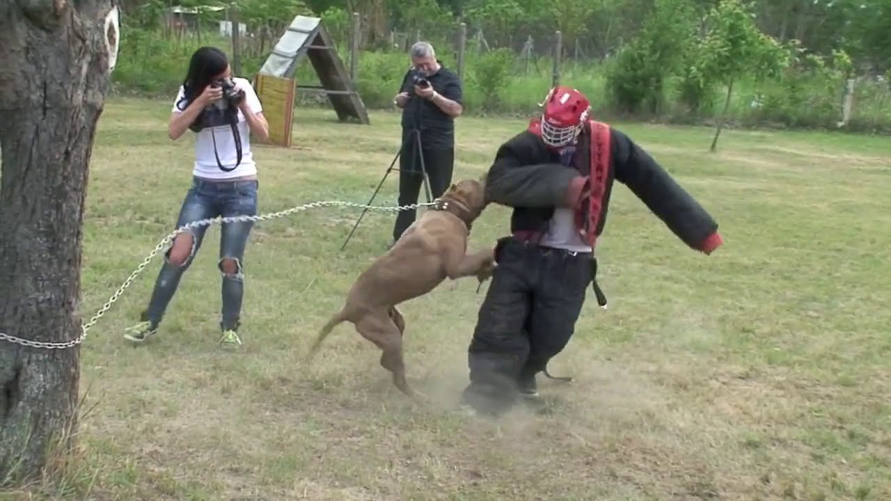 Andante Bandog Kennels & Andante Bandog Family 
