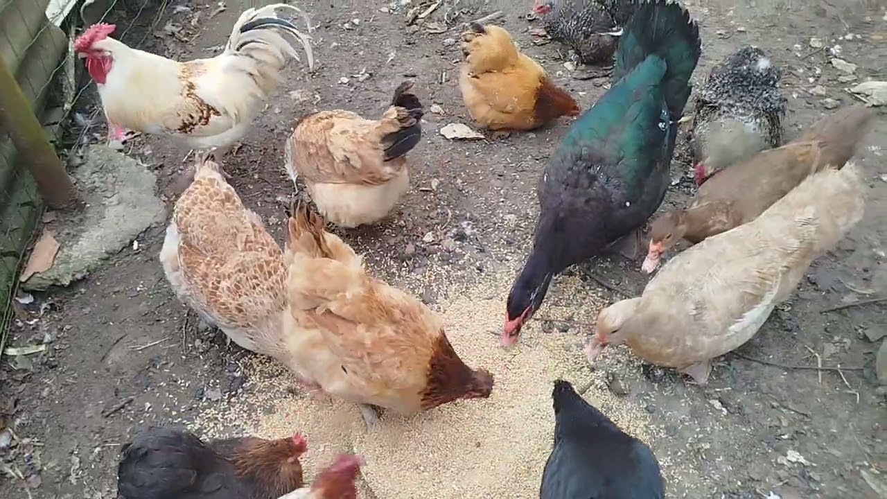 „Najpiękniejsze kury ozdobne na świecie 🐔 | Karzełki Kochin”