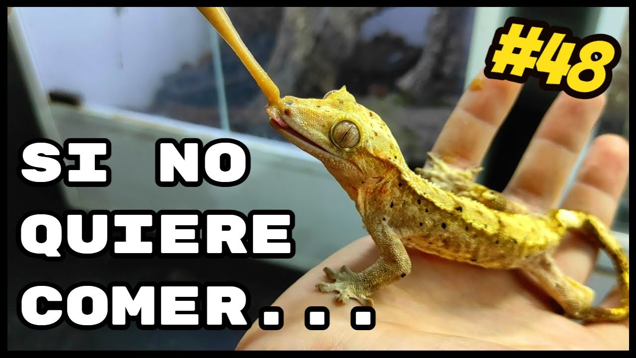 🦎 NUESTRA HEMBRA DE CILIATUS NO QUIERE COMER 🙊 | KANAKY VLOG #48