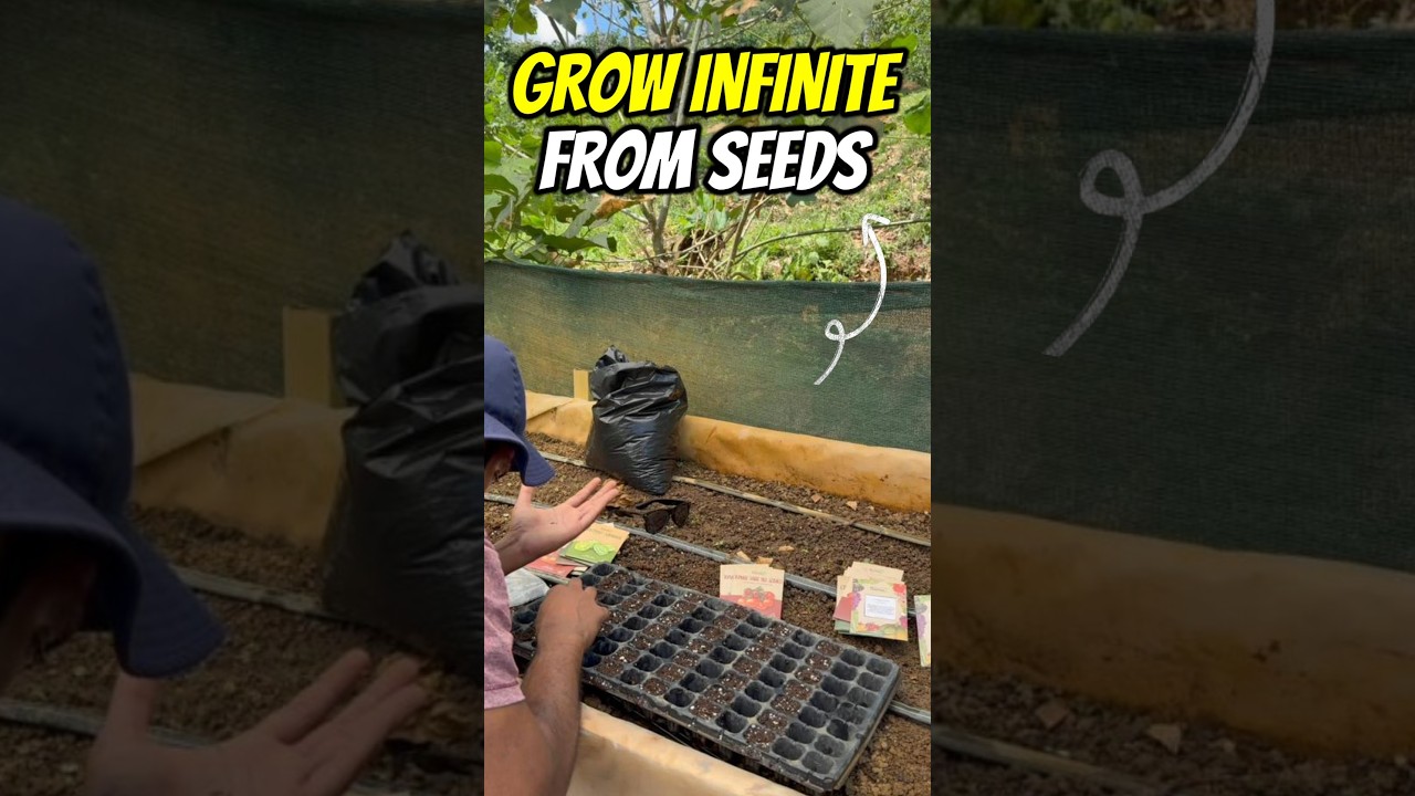 My Easy Seed Germination Process for a Productive Garden For Infinite Food