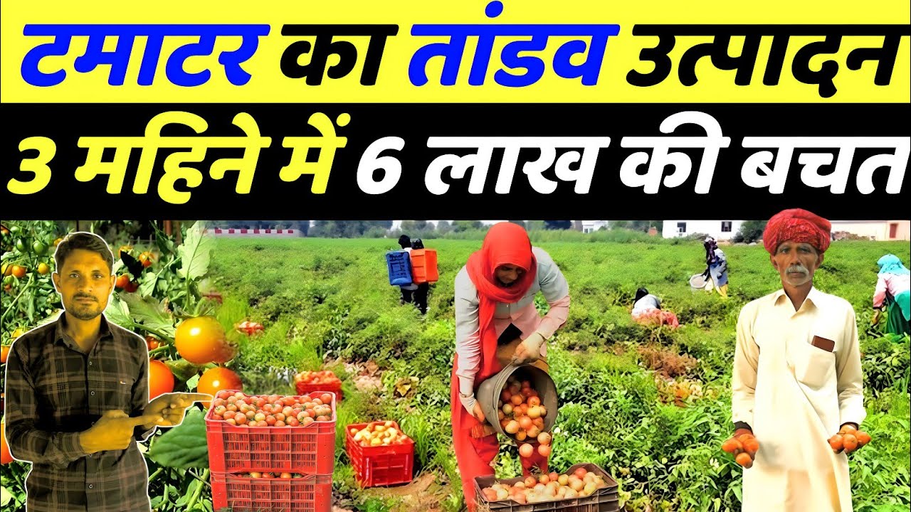 टमाटर की खेती कैसे करें | tamatar ki kheti kaise karen | tomato ki kheti ki puri jankari in hindi