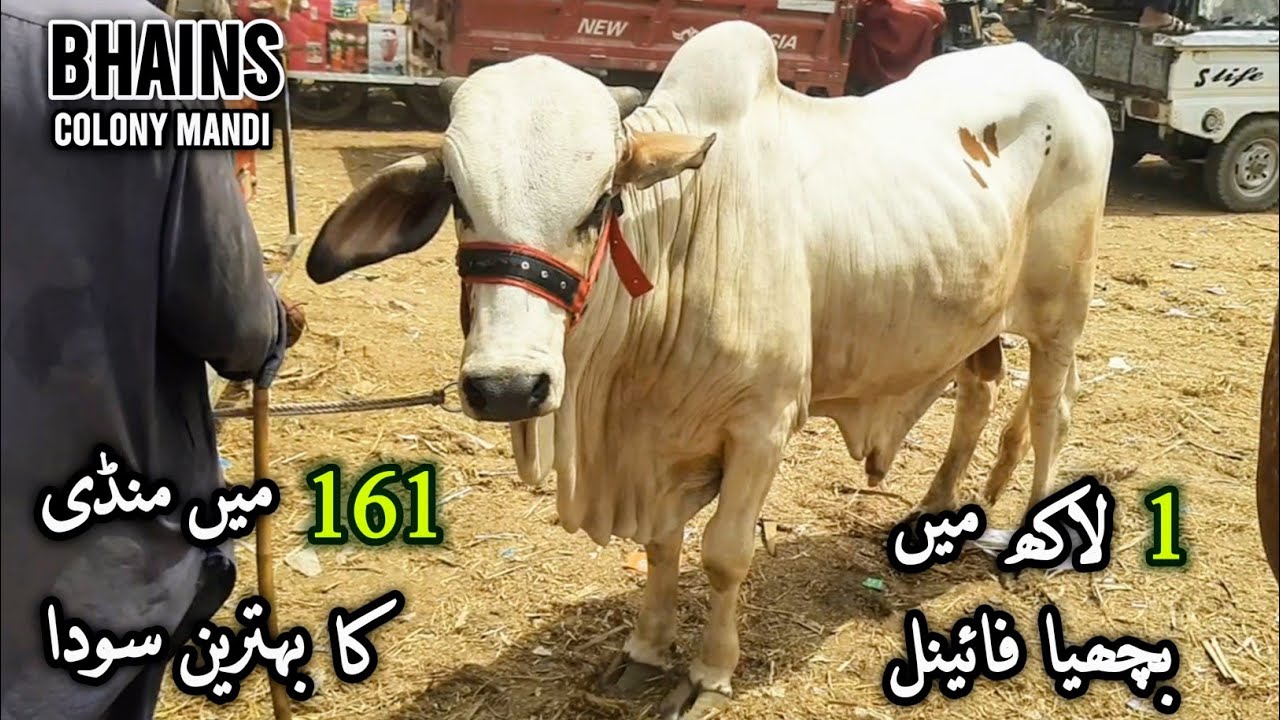 Bhains Colony Cow Mandi Rates 28-May-2025 | Cattle Market | Infotainment