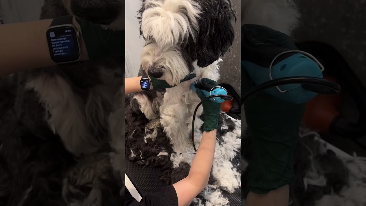 Extreme Dog Grooming Transformation 😱 | Huge Mat Removal ✂️ Распоковка собаки 🐶