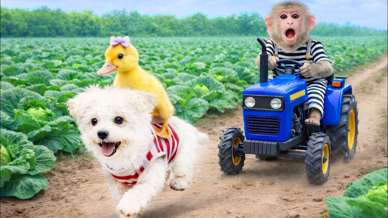 La batalla entre Bibi y el perro gigante por el patito adorable 🐒🐶🦆😥