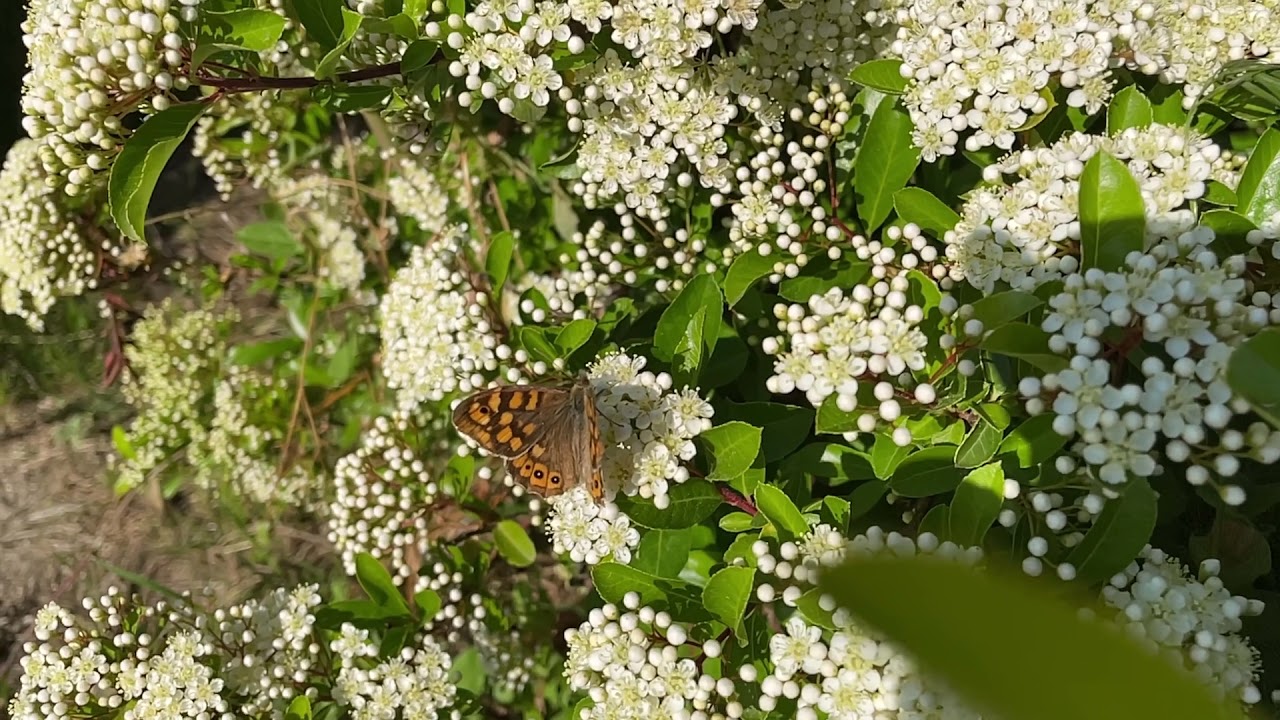 MARIPOSA polinizando [SLOW MOTION]