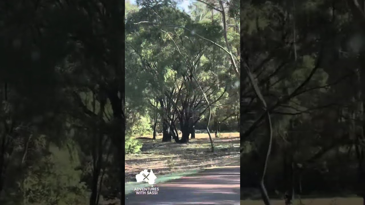 🏕️ RAC Karri Valley Resort Review | Peaceful Lakeside Escape in WA&rsquo;s Karri Forest