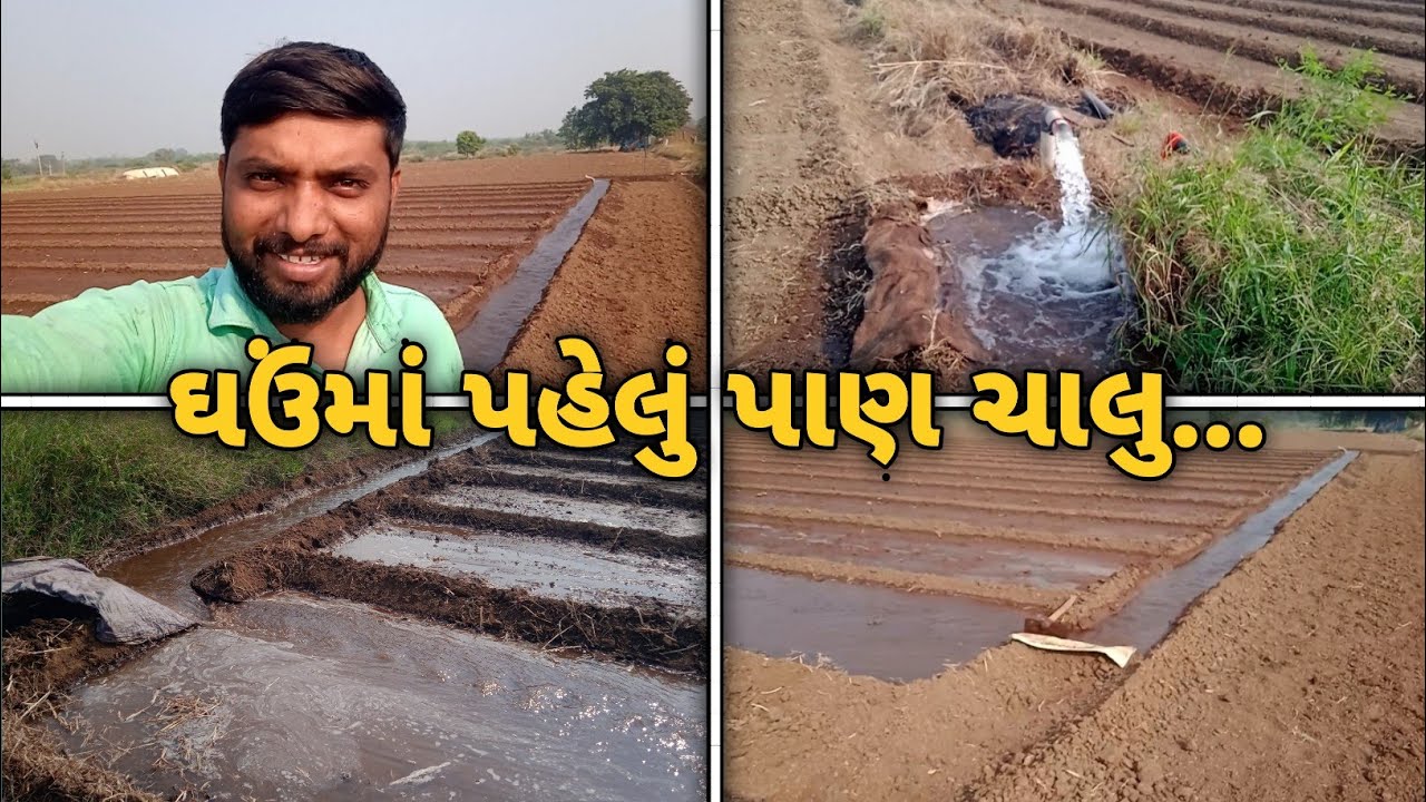ઘઉંમાં પહેલું પાણ ચાલુ... #farmer_vijay