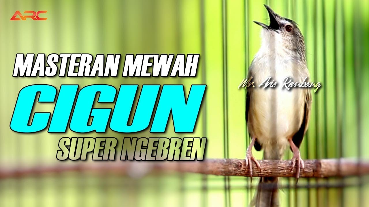 CIGUN GACOR SUPER NGEBREN AK47 | BERJEDA | KUALITAS AUDIO HD