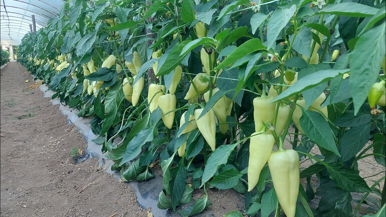 Pincirana paprika nakon 30 dana, i nekoliko važnih saveta za dalju negu