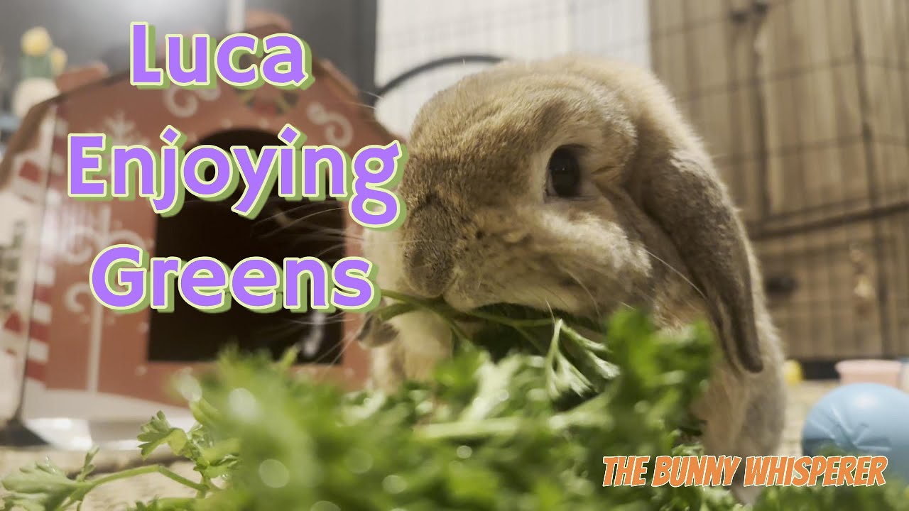 Luca Enjoying Some Greens