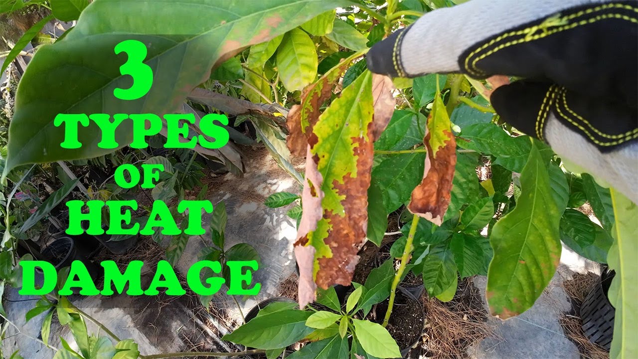 Plants Burning Up in The Heat? | 3 Types of Heat Damage
