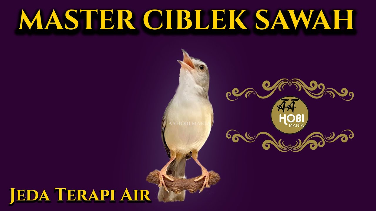 MASTER CIBLEK SAWAH KLIK Jeda Terapi Air AMPUH