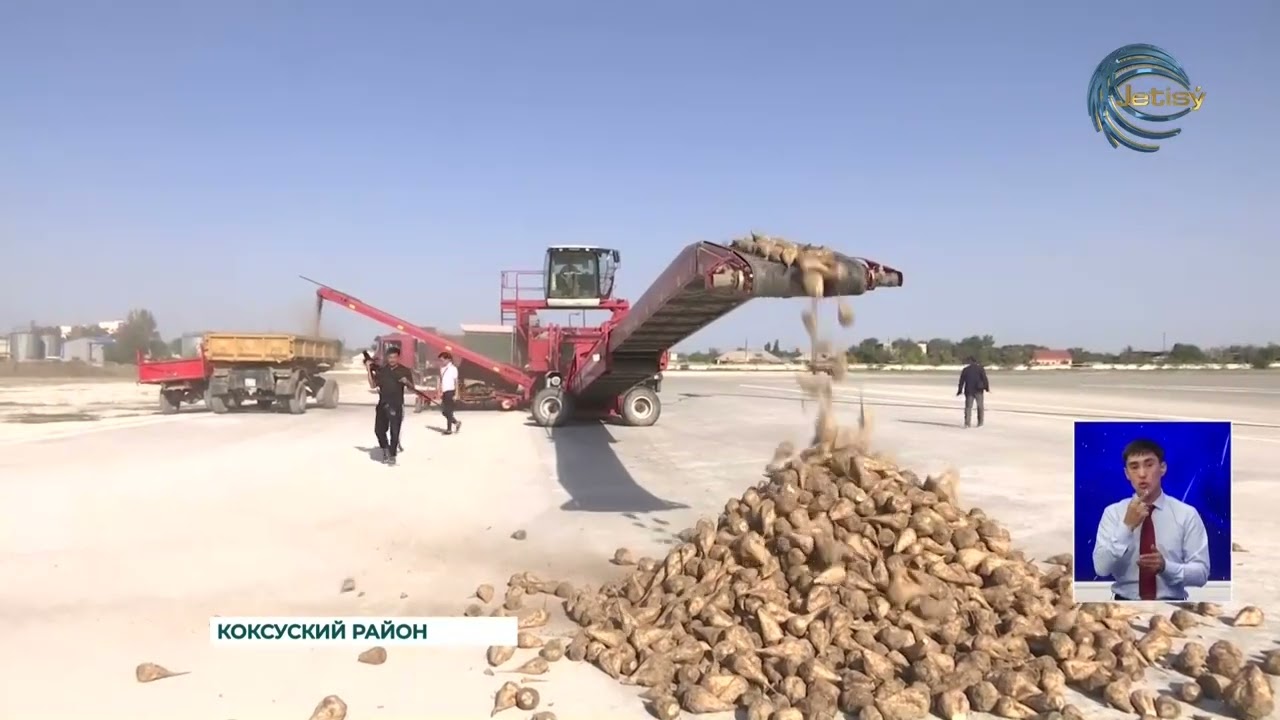 Коксуский сахарный завод начал прием сладкого корнеплода нового урожая