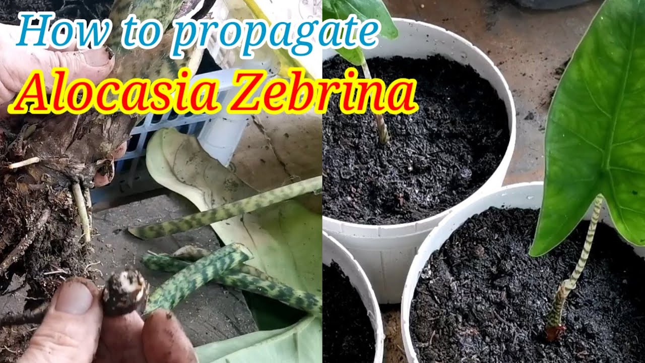 HOW TO PROPAGATE ALOCASIA ZEBRINA / SIMPLY GARDENING