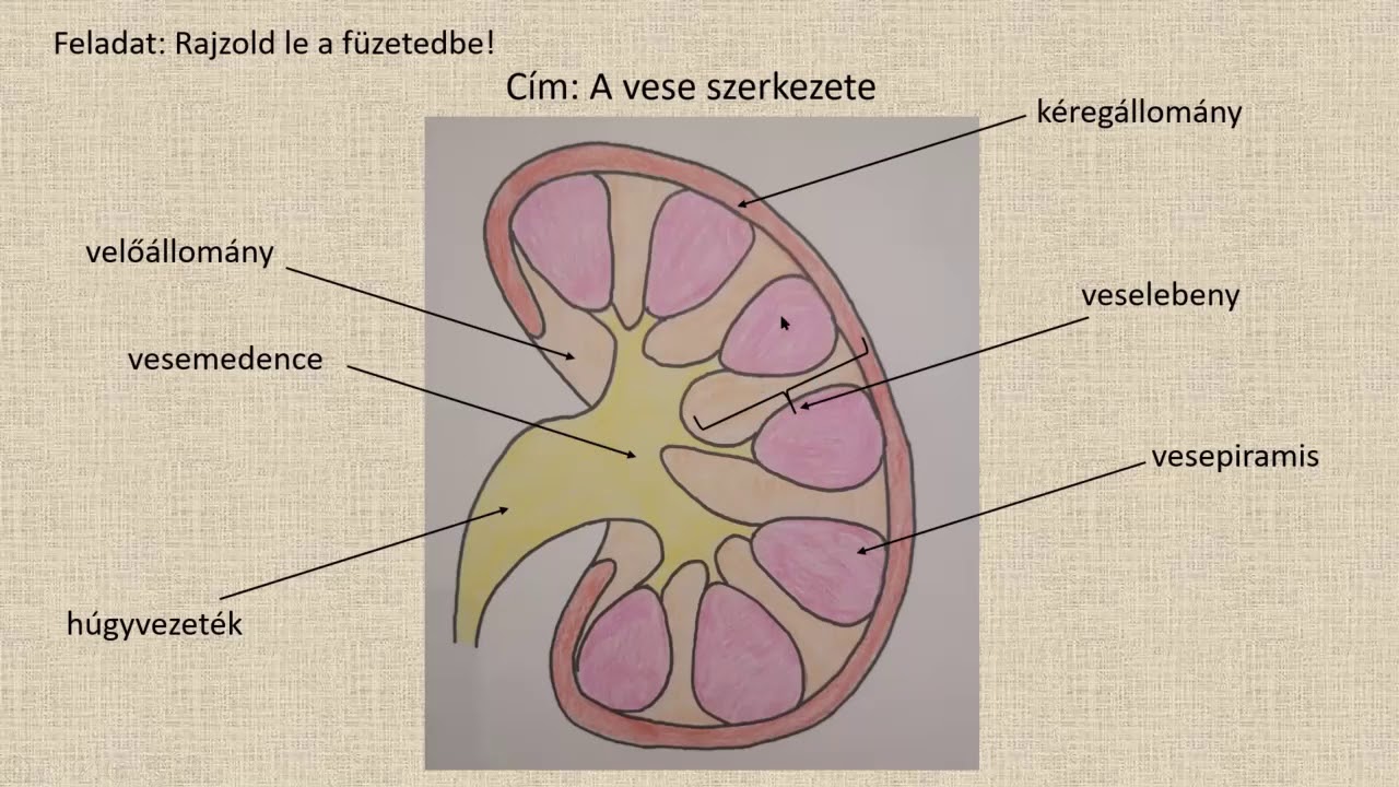 Növények és az ember kiválasztása - VI. osztályos videólecke