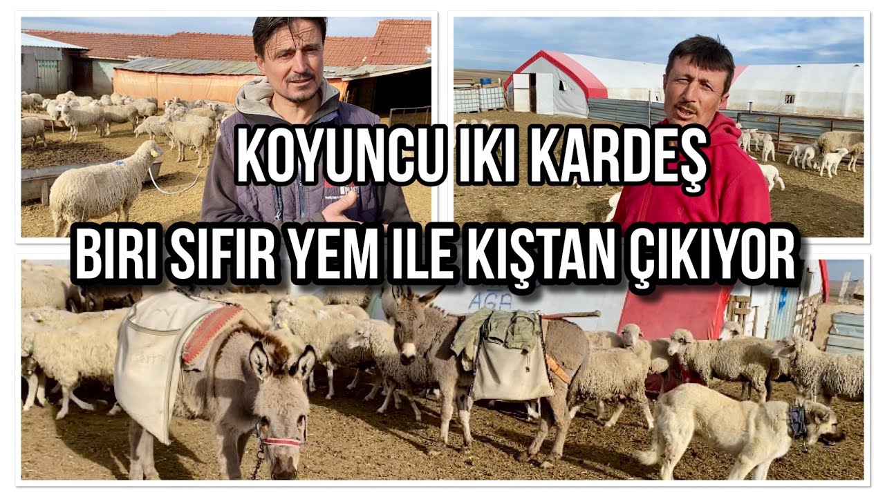 200 KOYUNU YEMSİZ KIŞTAN ÇIKARIYOR