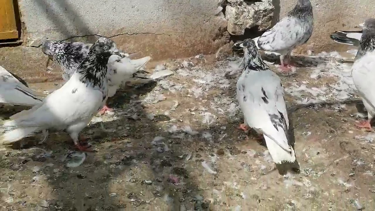 60 پیس 500 پر 03485914506 #miangpigeon 