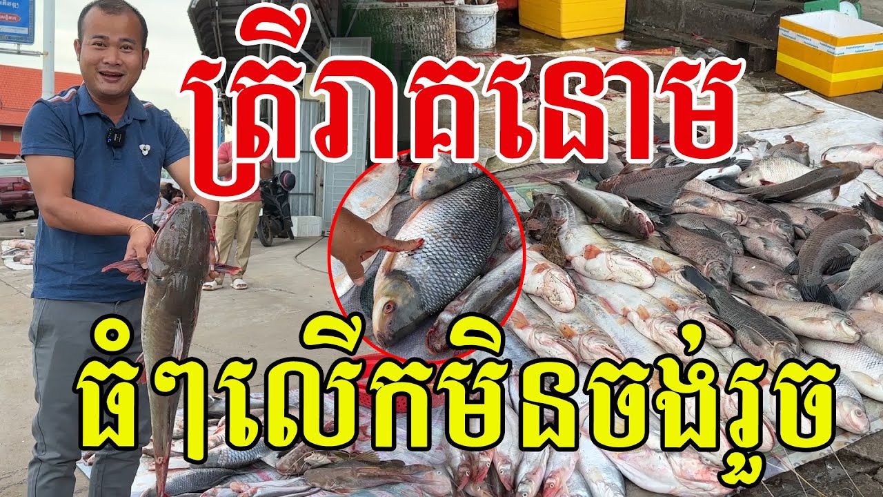 ត្រីអ្នកក្រចេះធំៗល្អណាស់ មើលទៅនៅស្រស់ញញឹម