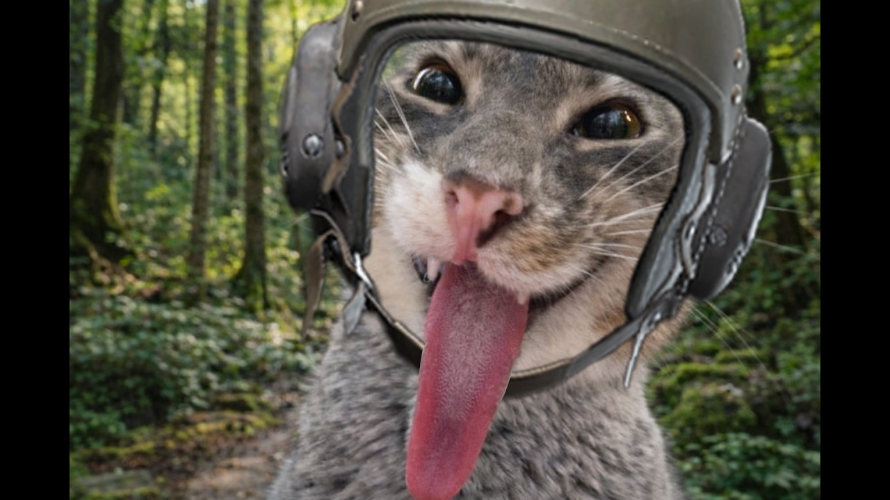 มาไวไปไว