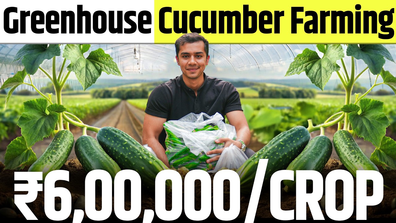 1 acre से 12 Lakh? | Greenhouse Cucumber Farming Profits Explained | Agritalk by Abhinav Roy