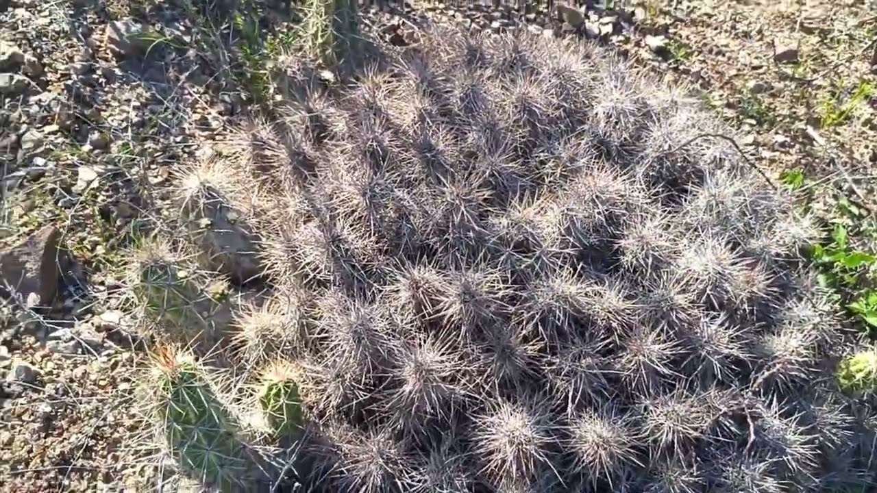 LA FLORA EN EL DESIERTO DE  DURANGO RUMBO ALA SIERRA EN  MEXICO