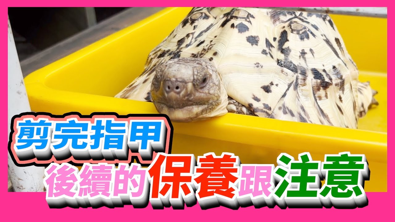 【豹龜】東非肯亞豹紋陸龜日常生活255~剪完指甲 後續的保養跟注意~