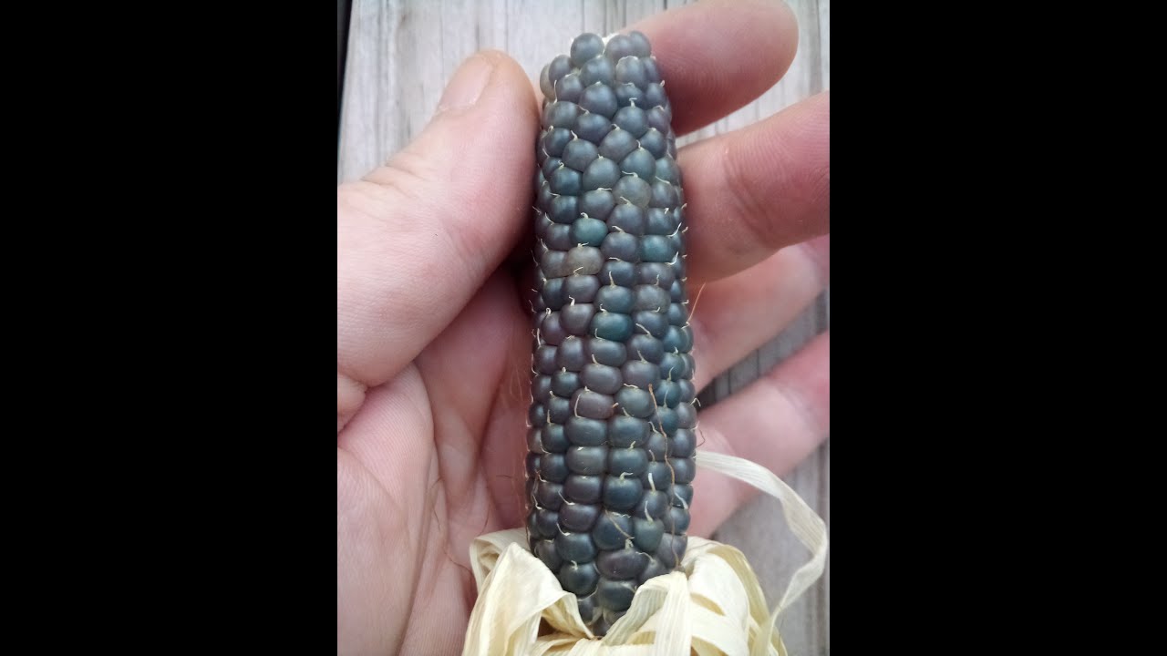 How To Grow Mini Blue Popcorn  - seed to harvest