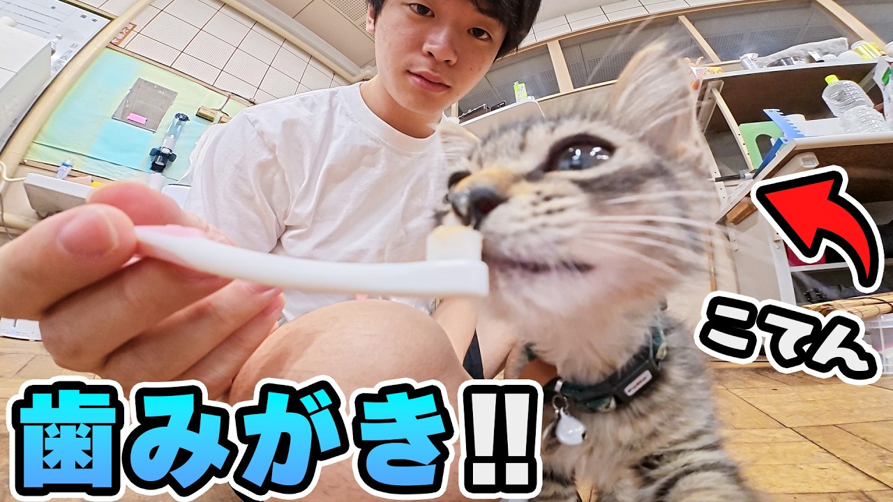 【初挑戦】子猫が歯磨きできるようになるまで🪥🐾