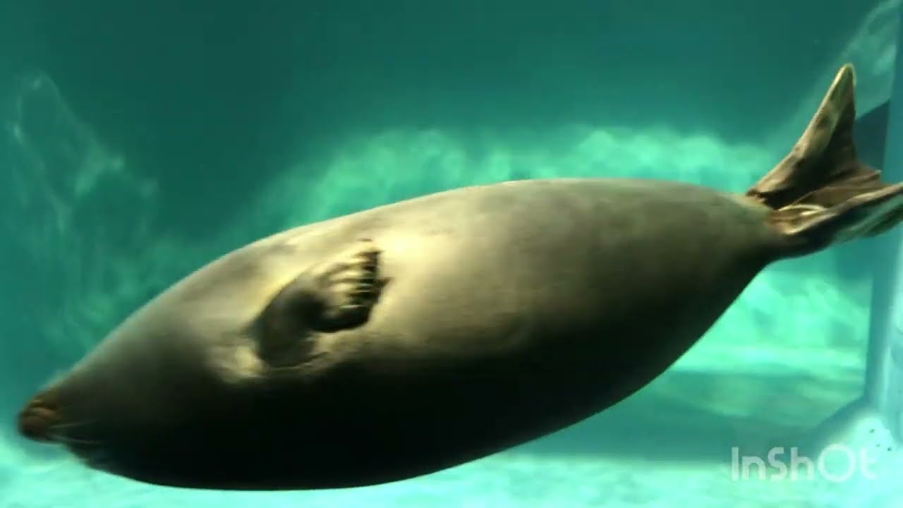 鳥羽水族館　まんまるバイカルアザラシ②#seal 