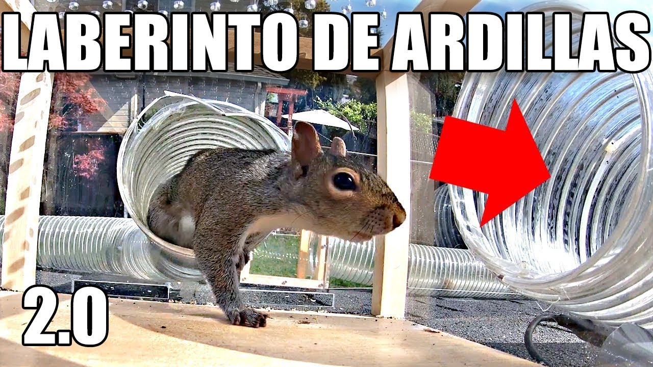 Laberinto para Ardillas 2.0 | El Robo de las Nueces