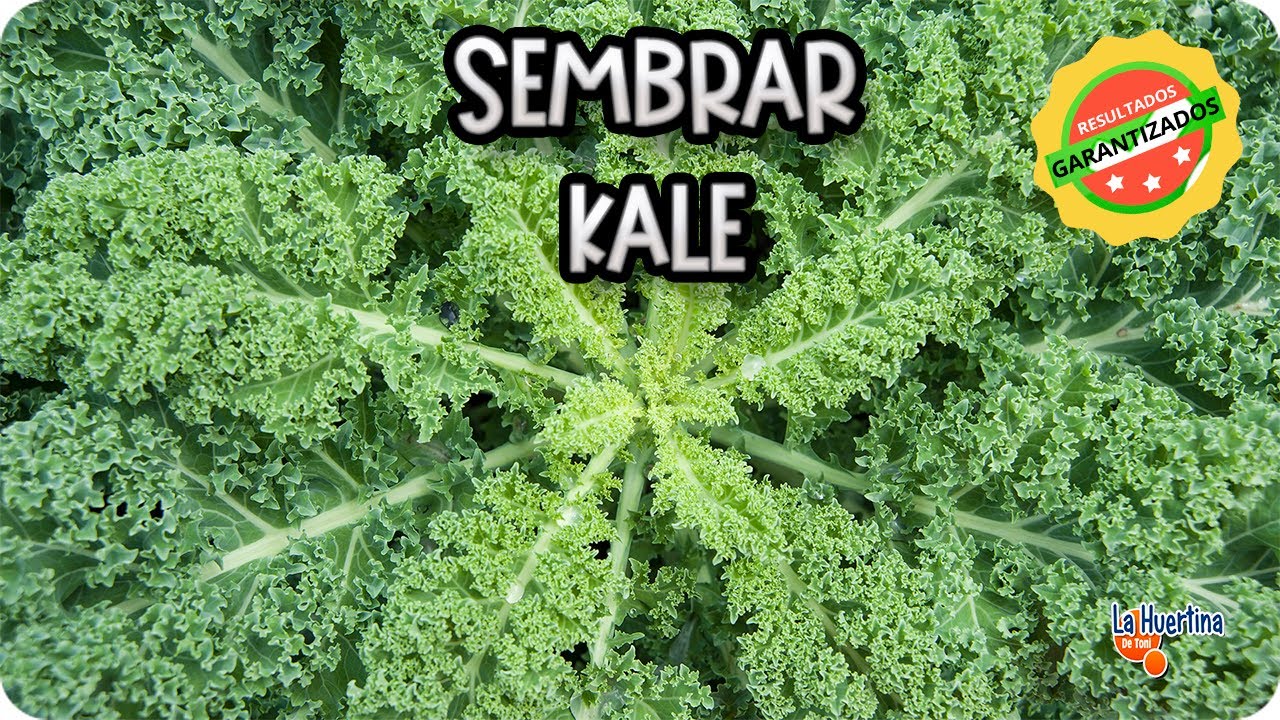 Как и когда сеять капусту дома и на огороде || Сад Тони