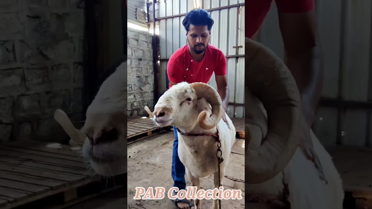 Ajwa Goat Farm Ka Vilaity menda.