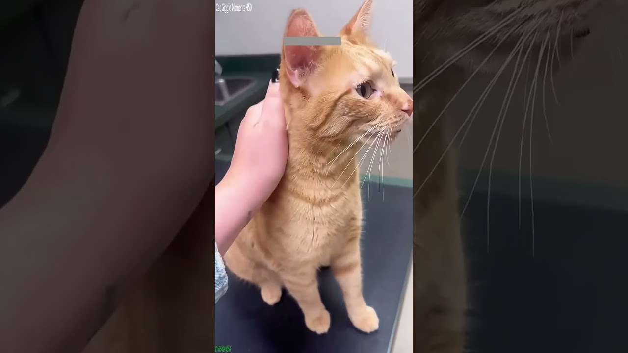 Cat videos 🥰 Try not To laugh ❤️ # Episode 7035