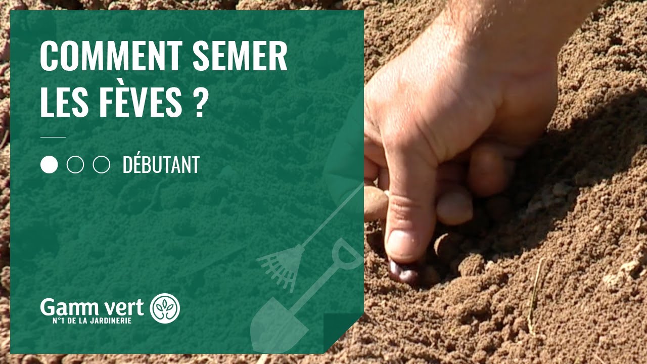 [TUTO] Comment semer les f&egrave;ves? &ndash; Jardinerie Gamm vert